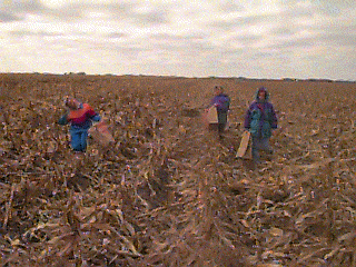 I like picking up corn with my friends because we would help each other find corn on the ground. We would go in different rows. I would get alot and I would give one to my friend. We were sharing all our corn with each other. We rode in the
combine together. We each got one piece of corn off the combine. My friend and I now know where Mrs. Lindner lives. She
lives about 5 miles from the corn field. We had a good time at the corn field. It was cold walking back to Mrs. Lindner. Picking
corn is a farmer's job. It takes about 2 months to harvest all their corn. If it rains really bad, it is hard on their crops and animals.
When we walked back my bag broke and some of my corn spilled.